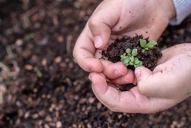 Seedling with dirt